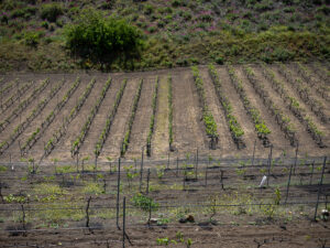 Finca-Vandama-Fotografia-1