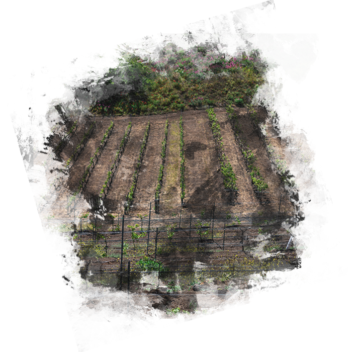 Finca Vandama Fotografia Terreno Viñedos