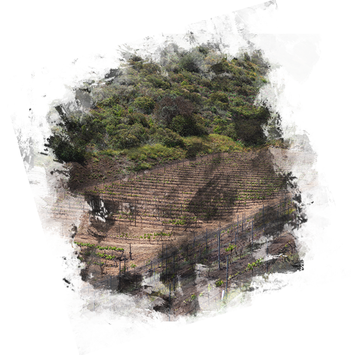 Finca Vandama Fotografia Viñedo Terreno