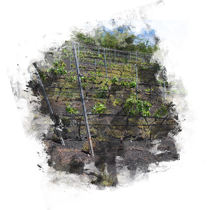 Finca Vandama Fotografia Viñedo Ramas