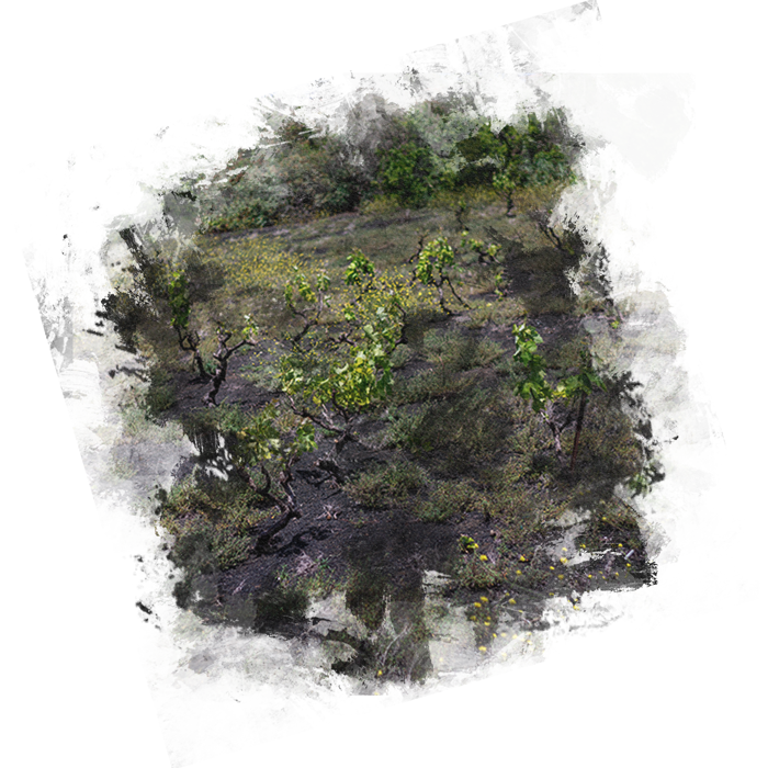 Finca Vandama Fotografia Viñedo