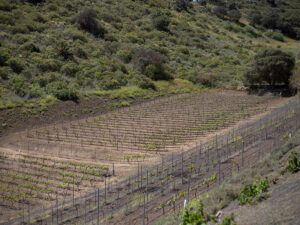 Finca-Vandama-Fotografia-2