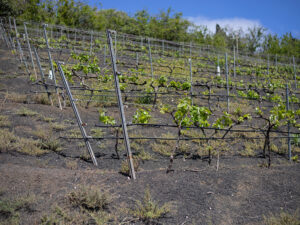 Finca-Vandama-Fotografia-3