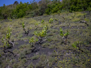 Finca-Vandama-Fotografia-4