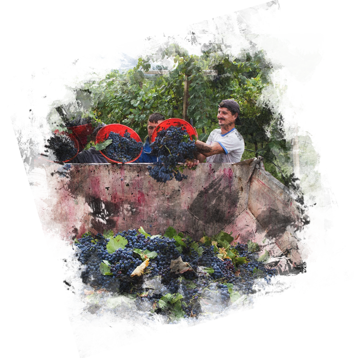 Finca Vandama Fotografia Agricultores